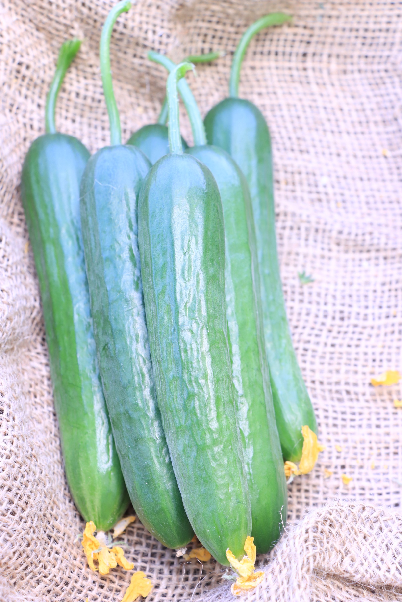 Cucumber Adam F1