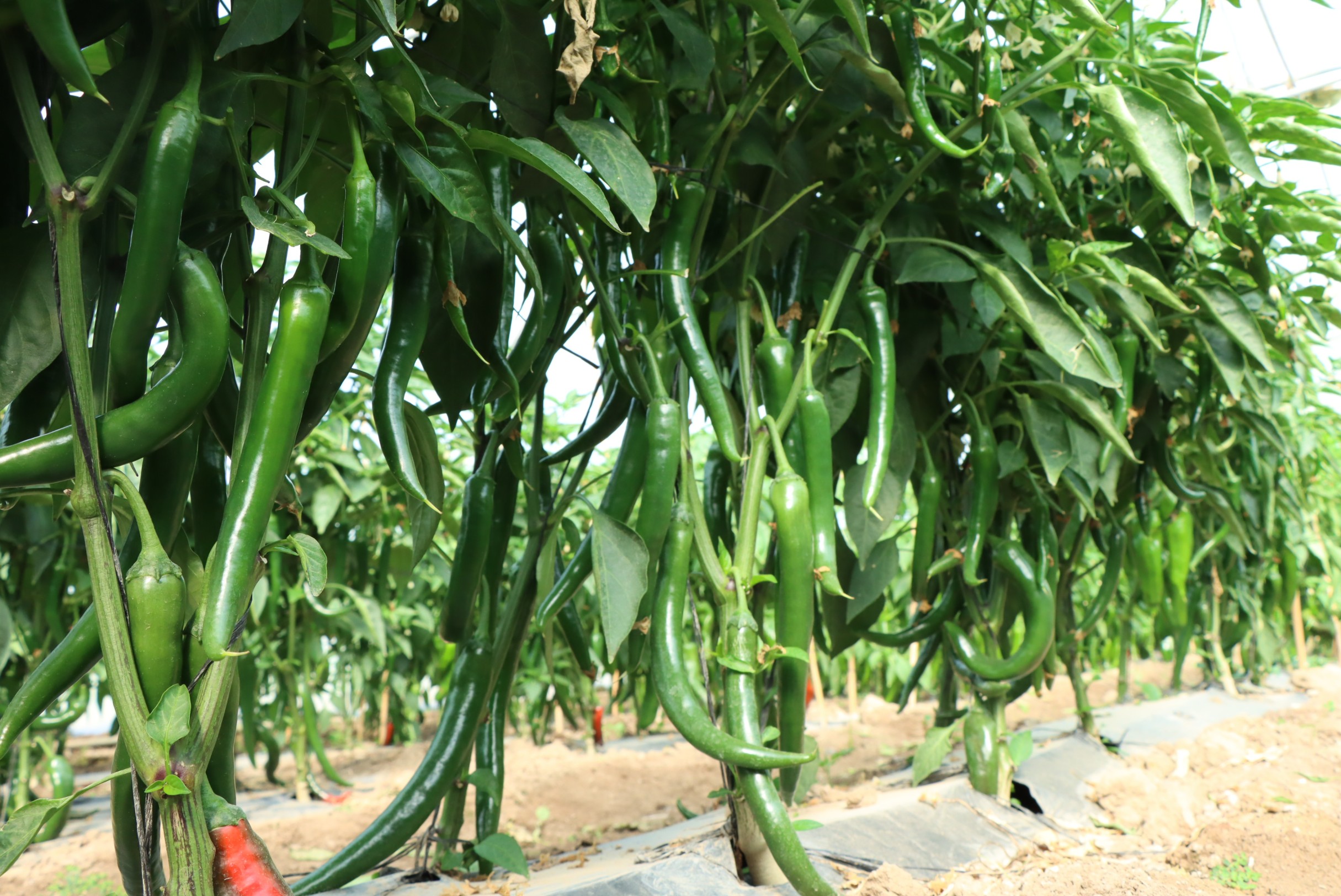 Hot Pepper No. 22 F1