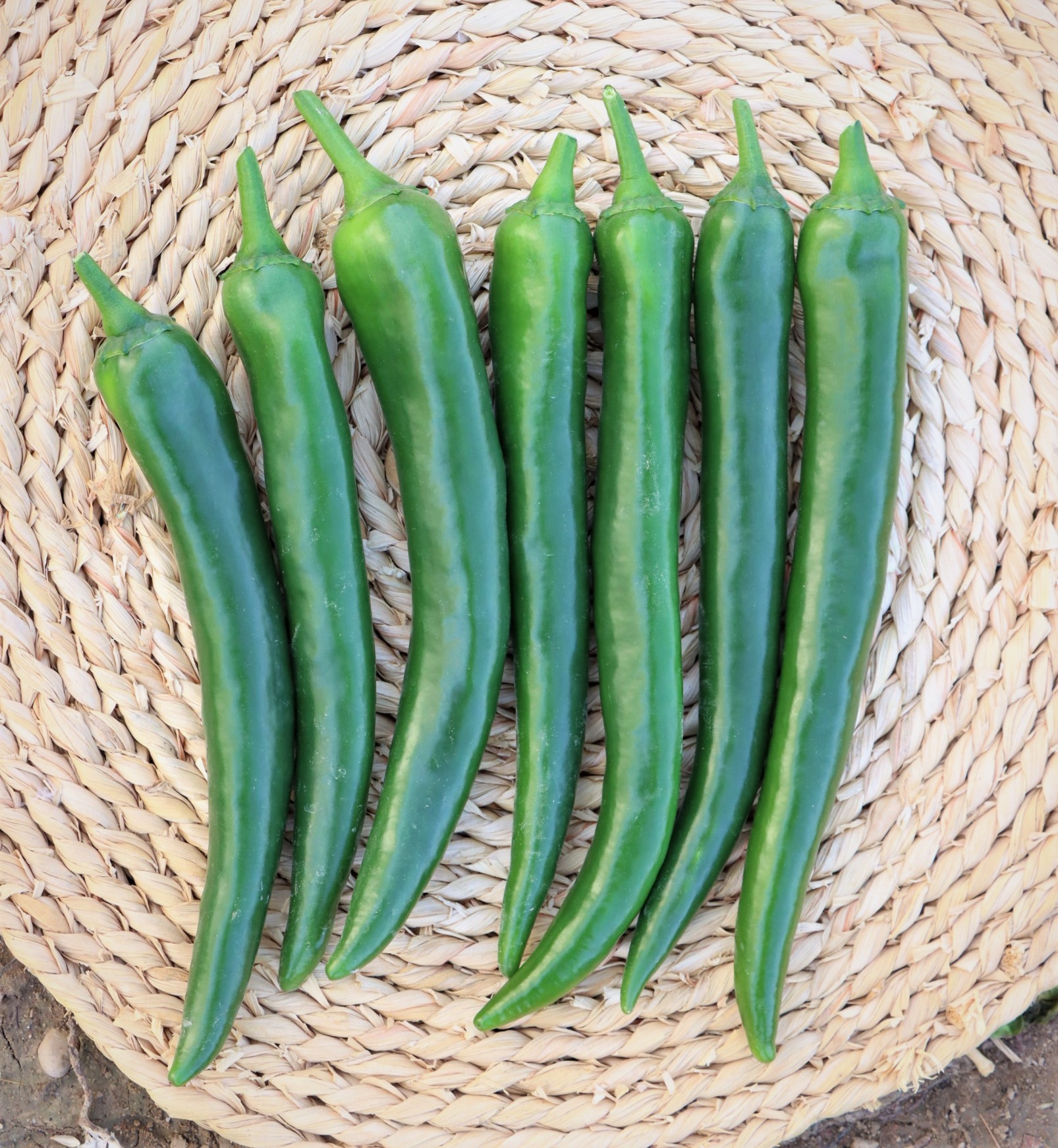 Hot Pepper No. 22 F1