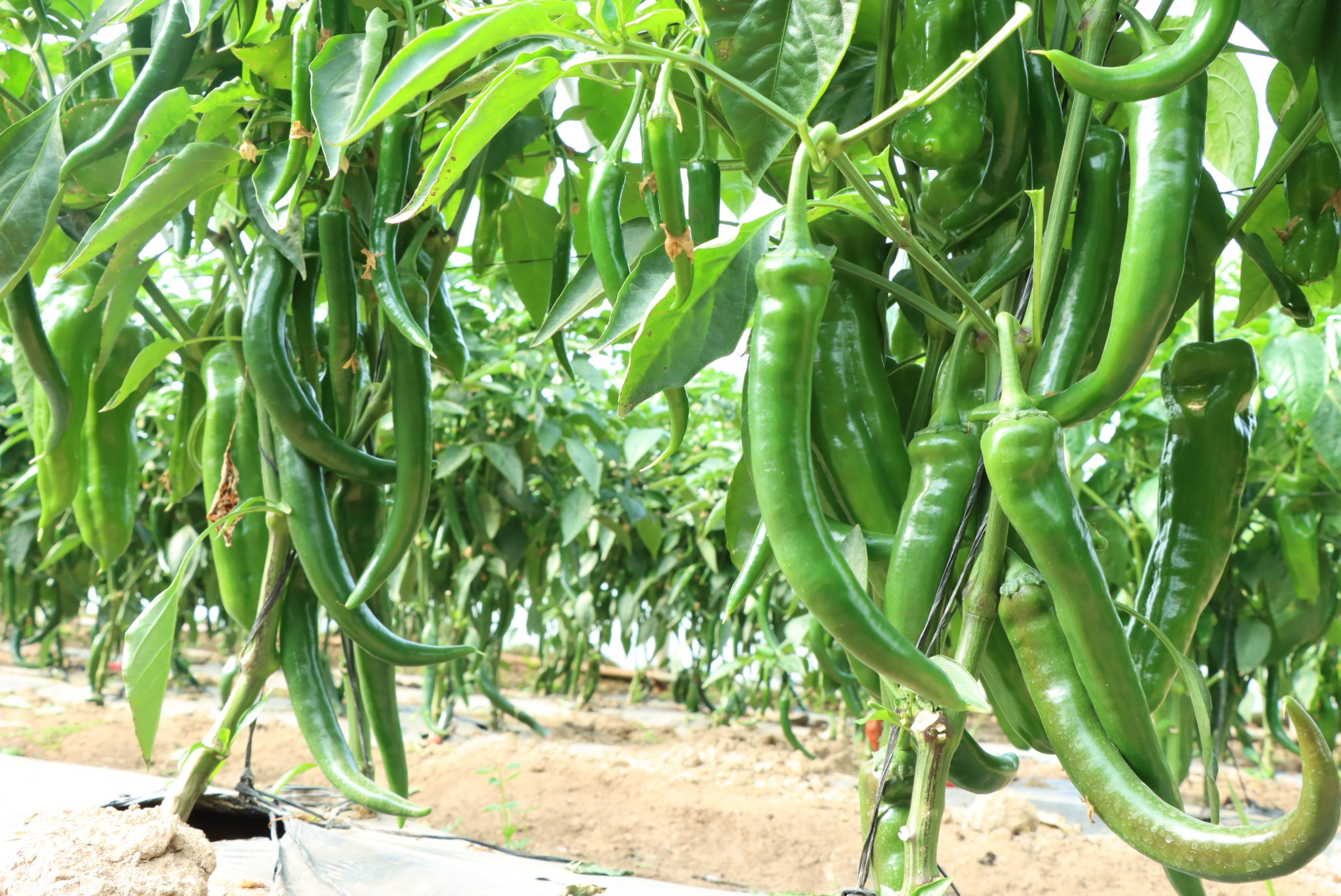 Hot Pepper No. 23 F1