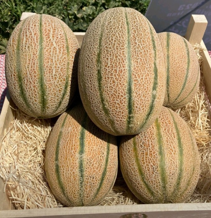 Melon VS 91-3 F1