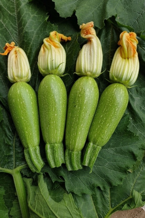 كوسا داليا هجين