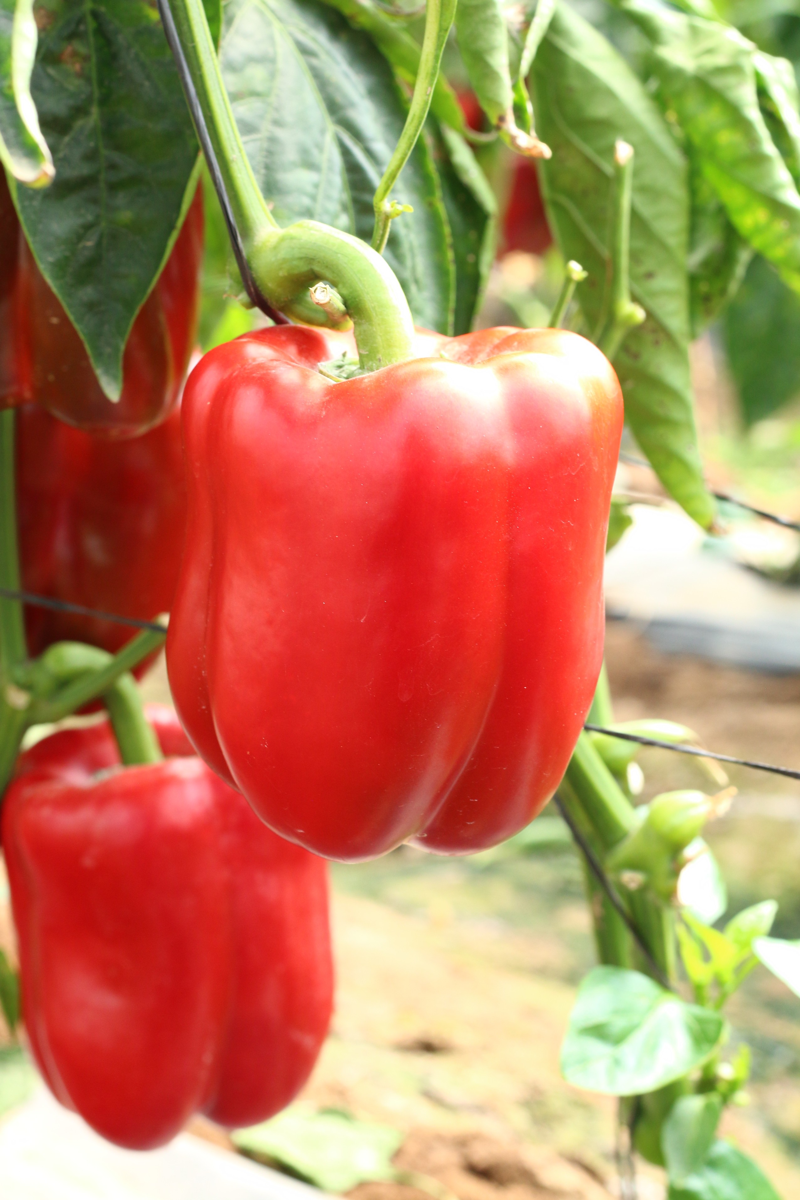 Sweet Pepper Al Barq F1
