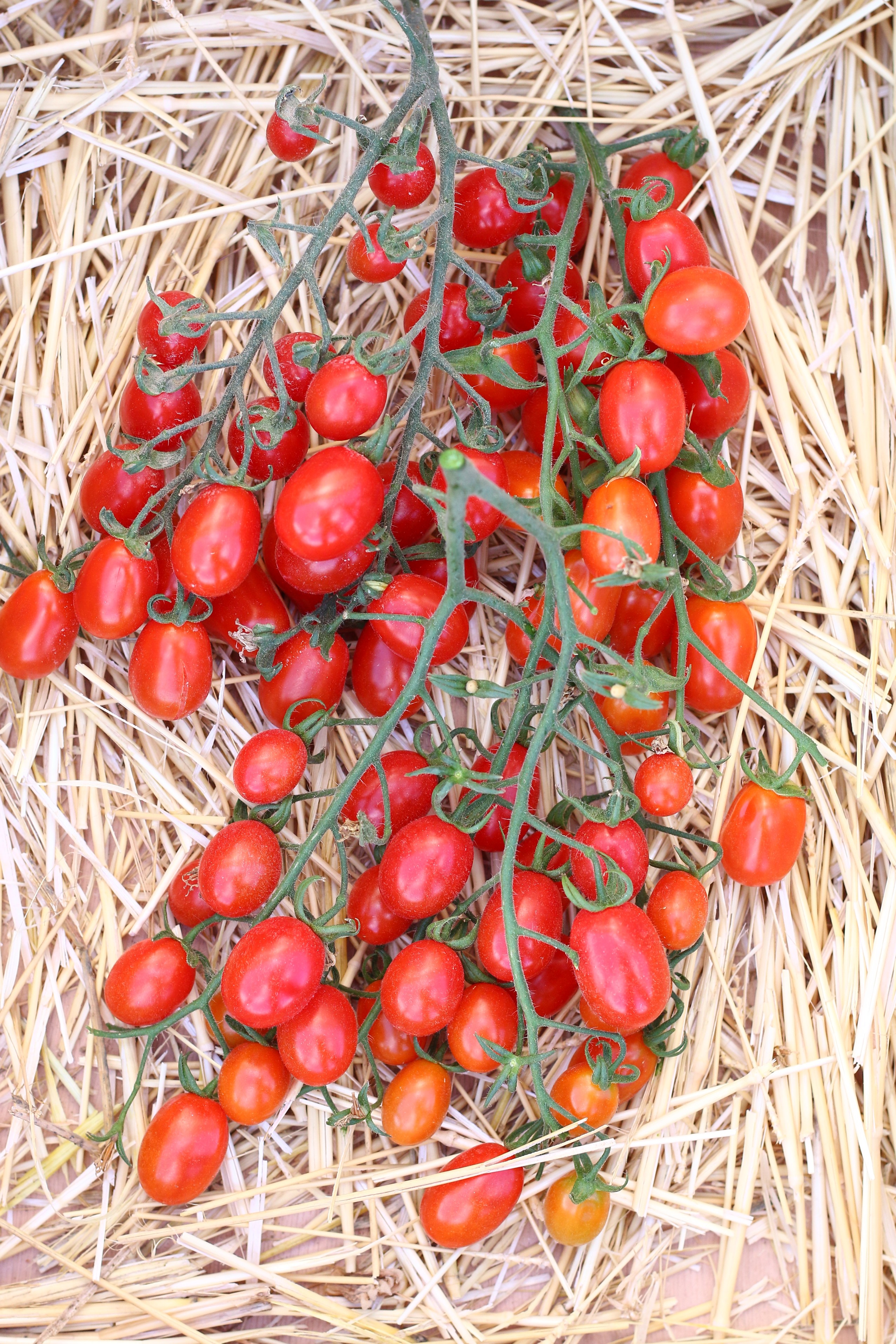 بندورة بالما